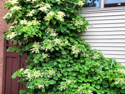 a plant with a wooden fence