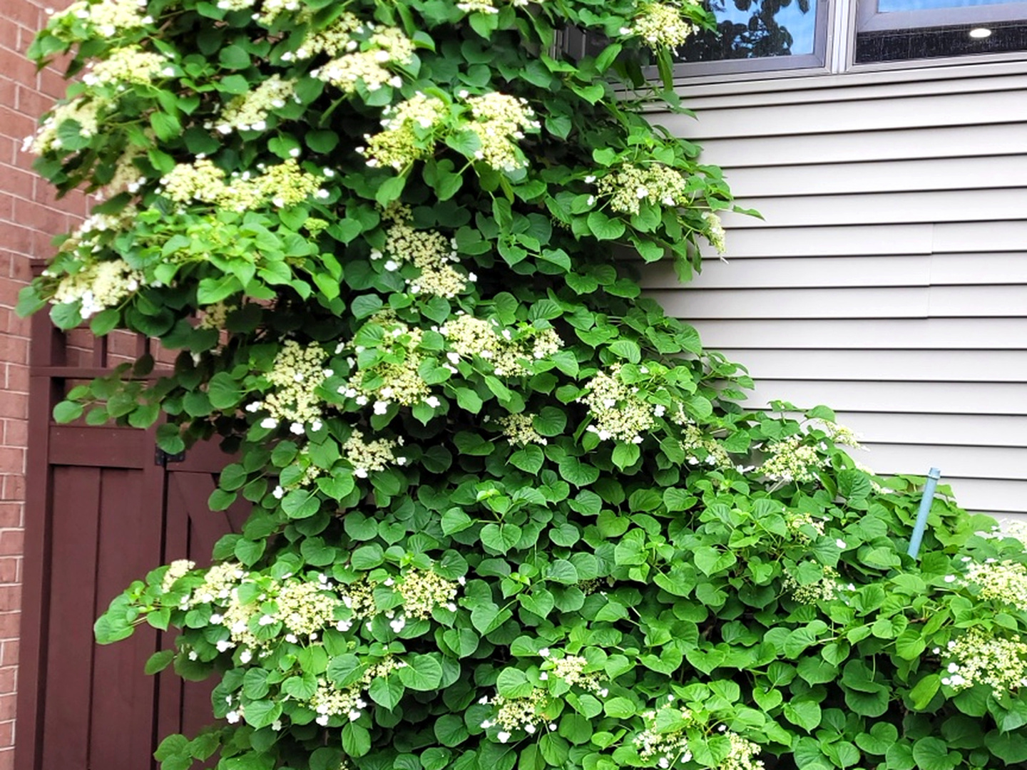 1332 West School Street Chicago, IL 60657 - Photo 44 of 45 a plant with a wooden fence