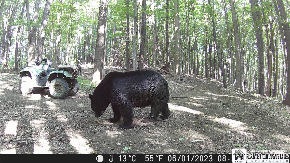 7120 Parker Road Chautauqua, NY 14757 - Photo 4 of 29 BEAR COUNTRY WHERE'S THE RIDER?