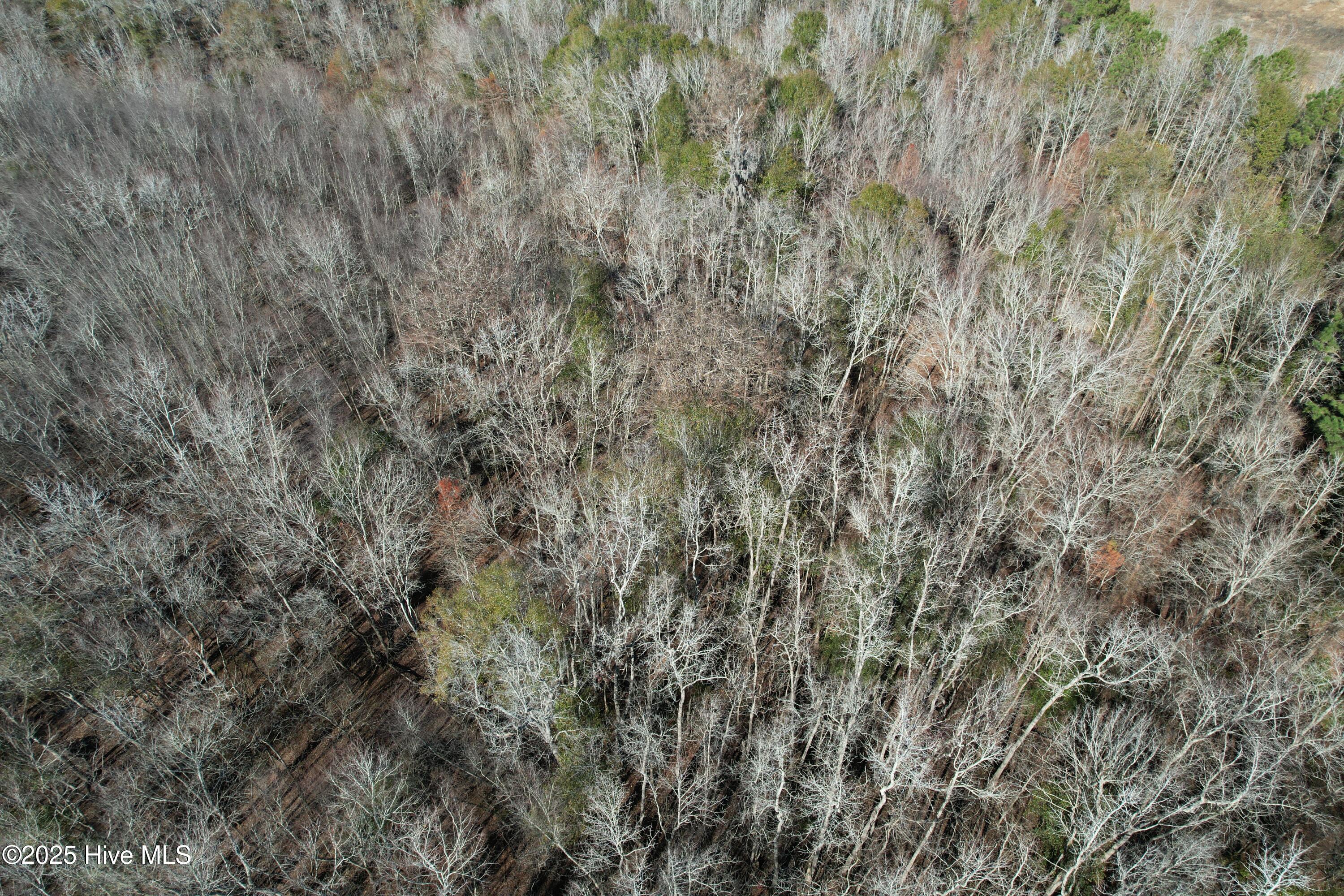 0 Macedonia Church Road Evergreen, NC 28438 - Photo 10 of 34 Image 10