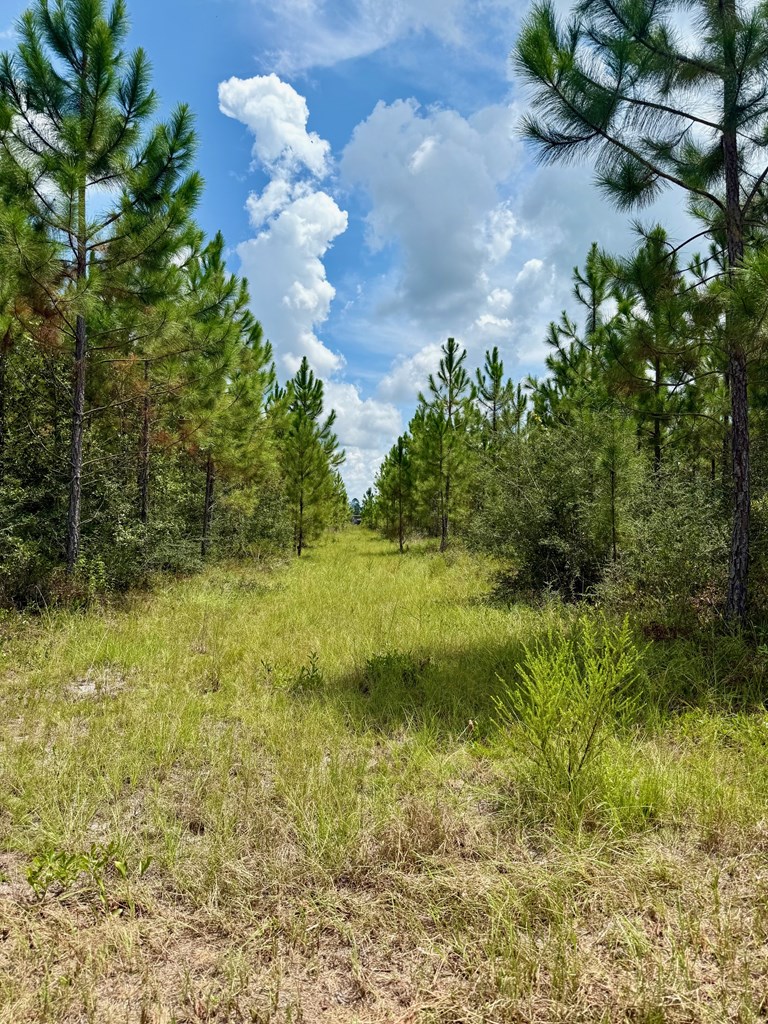 Tbd Borders Road Wewahitchka, FL 32465 - Photo 11 of 14