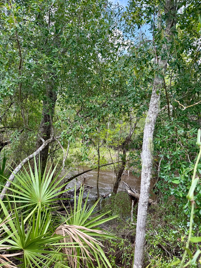 Tbd Borders Road Wewahitchka, FL 32465 - Photo 12 of 14