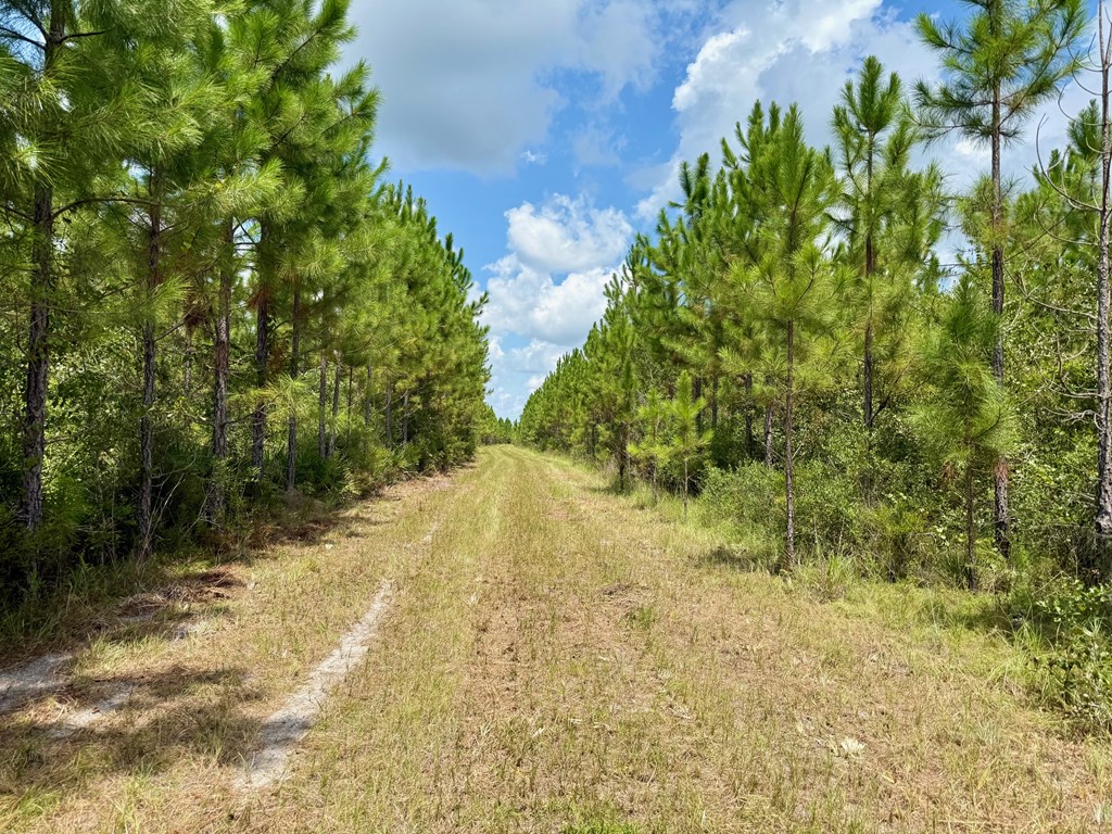 Tbd Borders Road Wewahitchka, FL 32465 - Photo 3 of 14