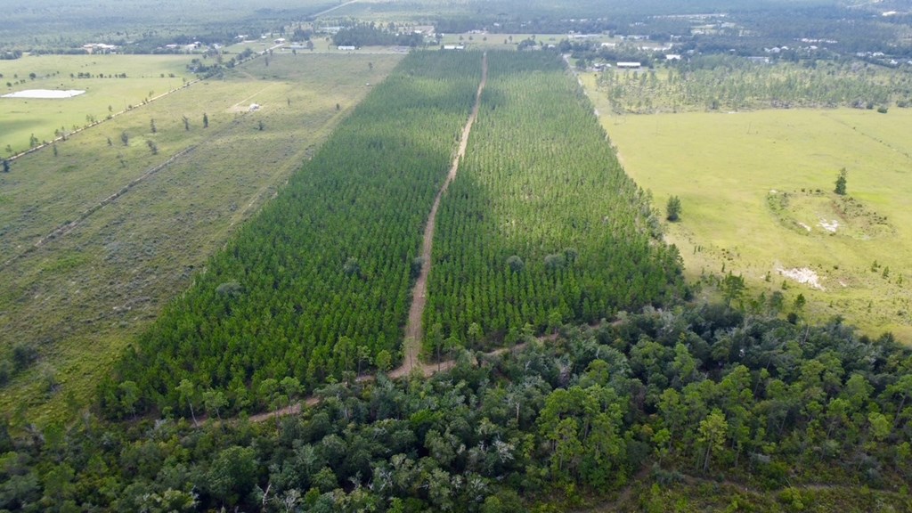 Tbd Borders Road Wewahitchka, FL 32465 - Photo 7 of 14
