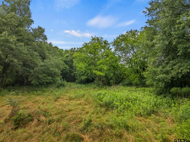 a view of a yard with a tree
