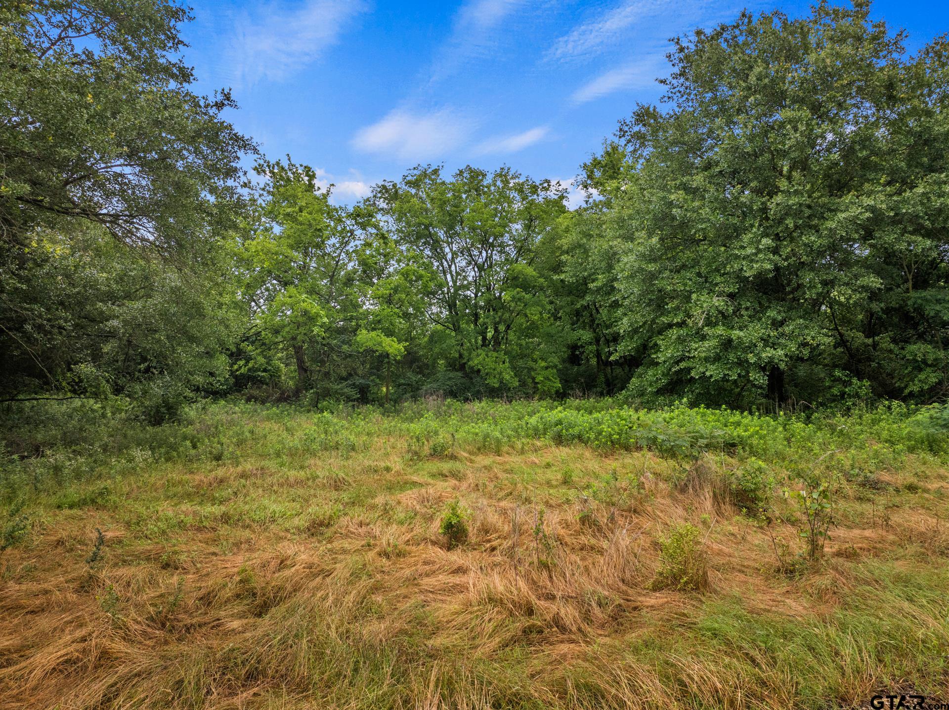 436 Grady Street Mount Vernon, TX 75457 - Photo 3 of 18 a view of a yard with plants