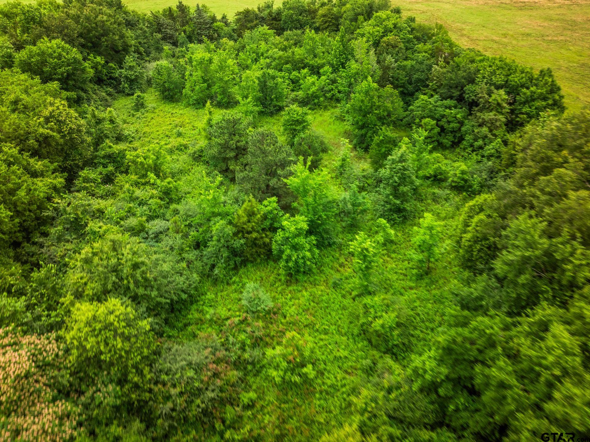436 Grady Street Mount Vernon, TX 75457 - Photo 6 of 18 a view of a lush green forest