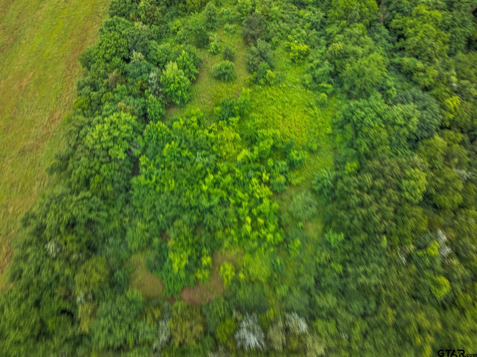 436 Grady Street Mount Vernon, TX 75457 - Photo 9 of 18 a view of a lush green space