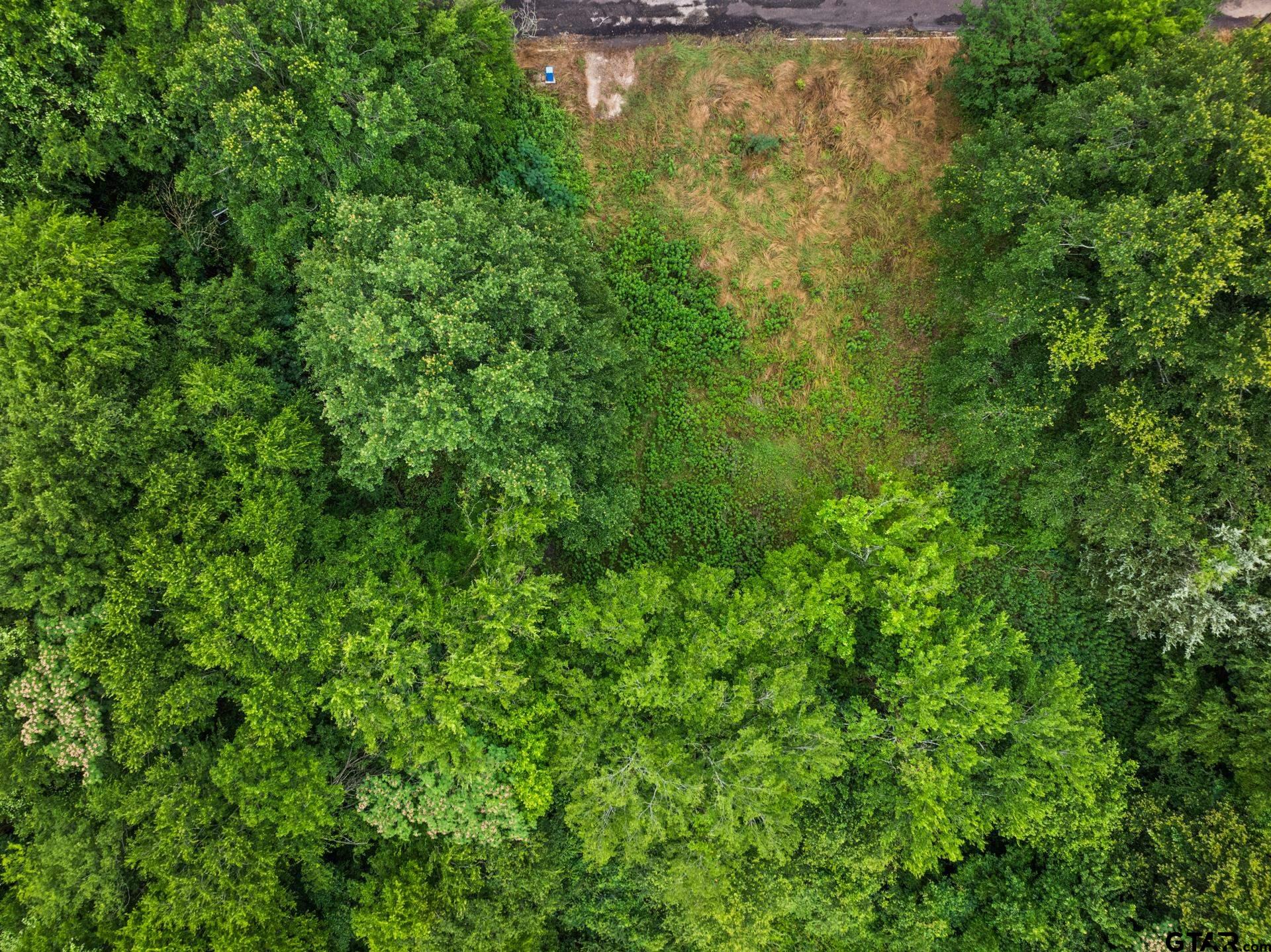 436 Grady Street Mount Vernon, TX 75457 - Photo 10 of 18 a view of a big yard with lots of bushes