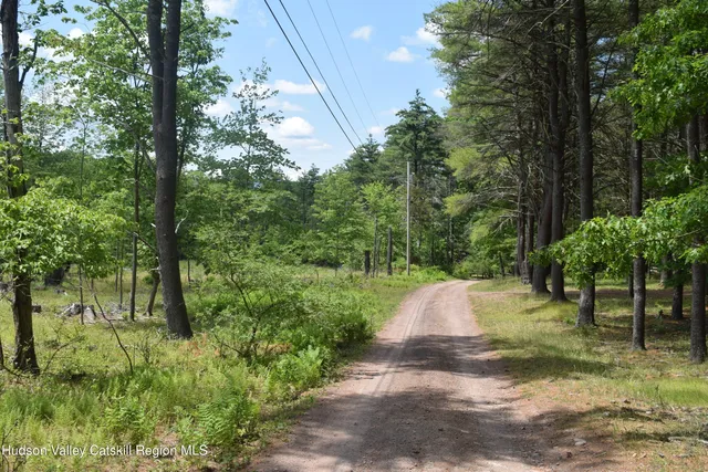 a view of a yard with plants and trees