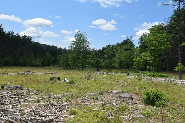 a view of a lush green space