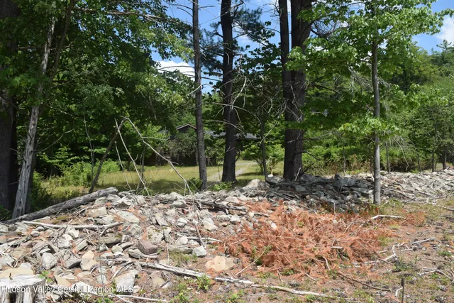 a view of a yard with plants and trees