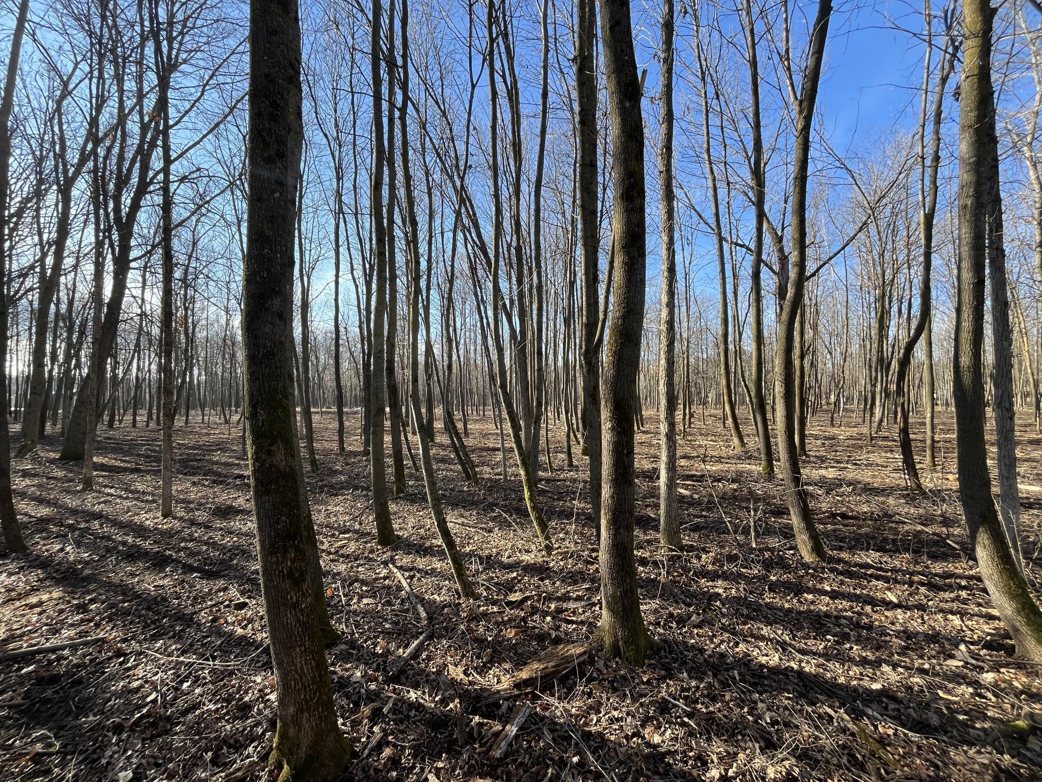 917 Scharbillig Court Rice Lake, WI 54868 - Photo 2 of 17