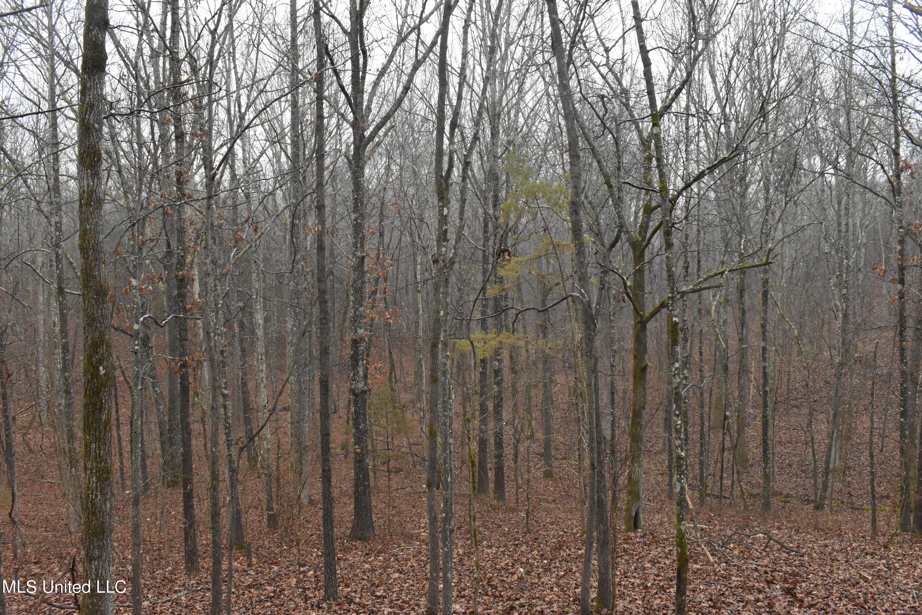 730 Concord Road Lamar, MS 38642 - Photo 20 of 28 DSC_0411