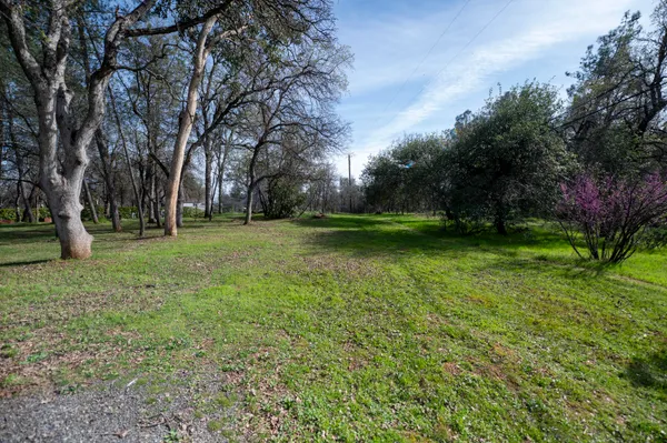 a view of a park with large trees