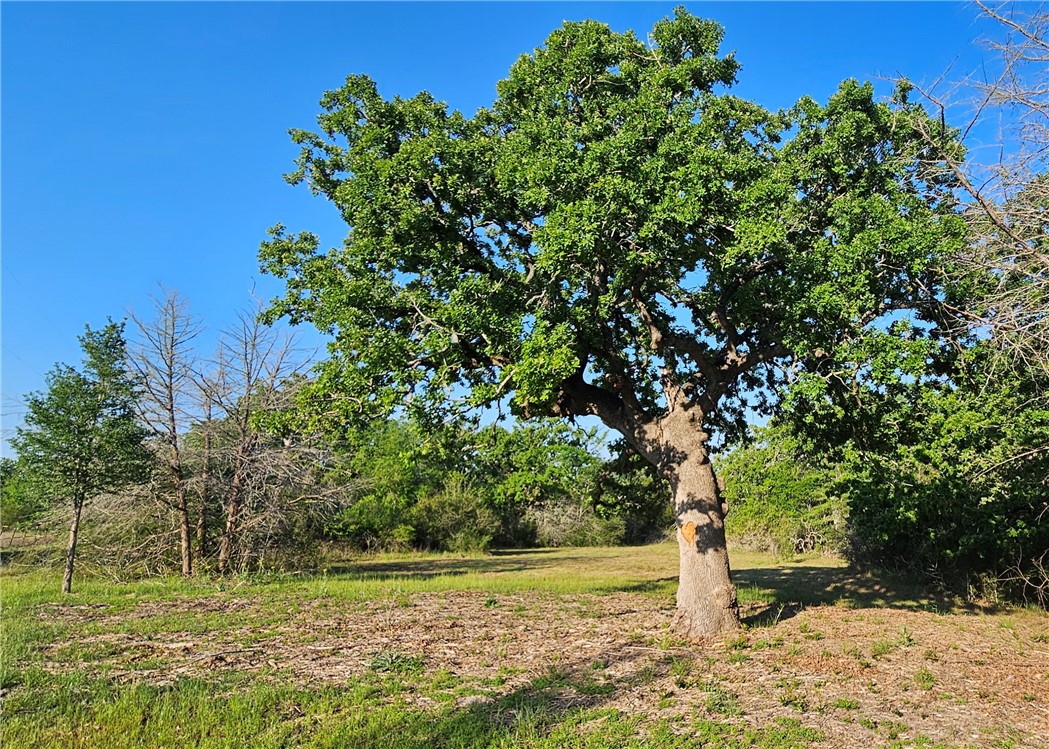 6538 Olympia Buddy Road College Station, TX 77845 - Photo 41 of 50