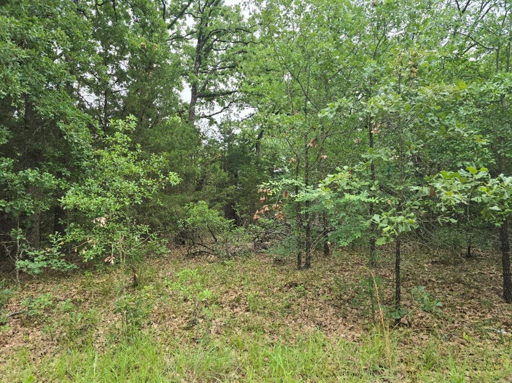 Lot 1007 Kickapoo Trail Mabank, TX 75156 - Photo 1 of 7 a view of a forest with a tree