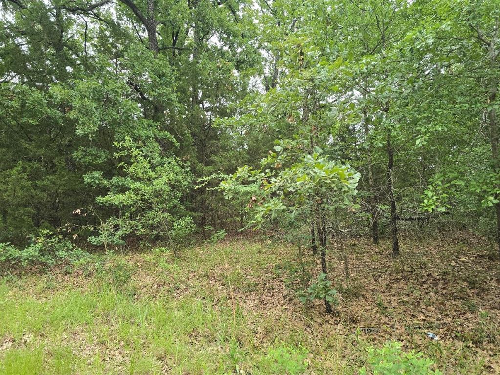 Lot 1007 Kickapoo Trail Mabank, TX 75156 - Photo 3 of 7 a view of a yard with a tree