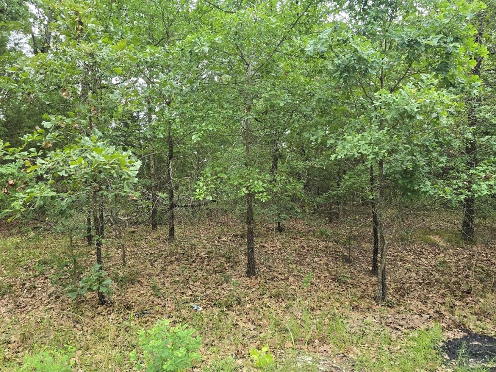Lot 1007 Kickapoo Trail Mabank, TX 75156 - Photo 5 of 7 a view of a forest with a tree