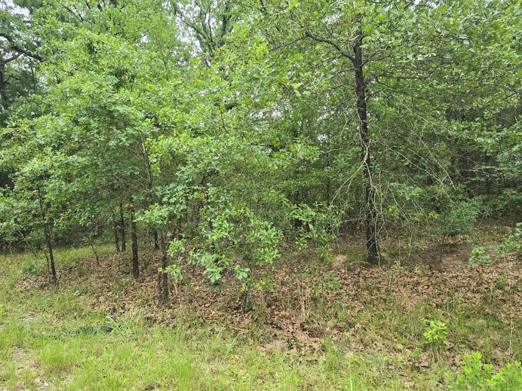 Lot 1007 Kickapoo Trail Mabank, TX 75156 - Photo 7 of 7 a view of a forest with a tree