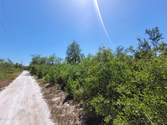 a view of a forest with trees in the background