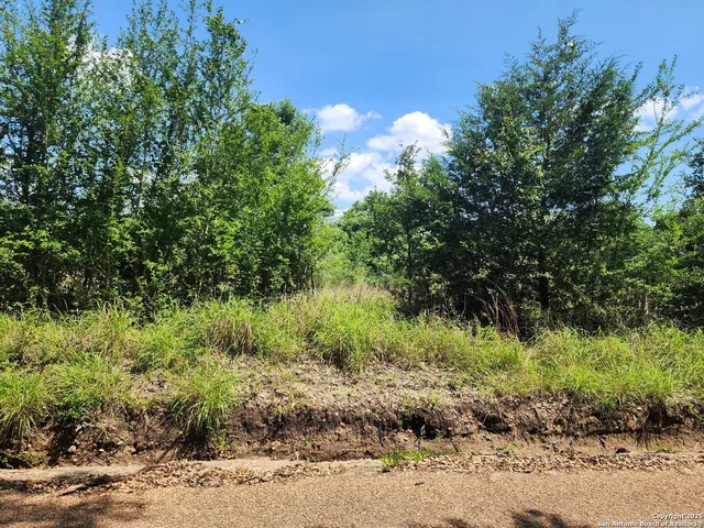 a view of a garden with a tree