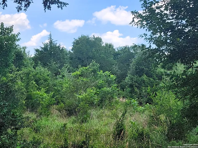 a view of a lots of trees