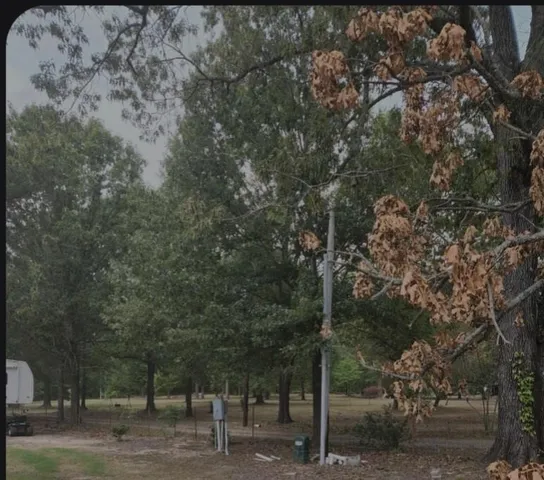 a view of a forest with trees