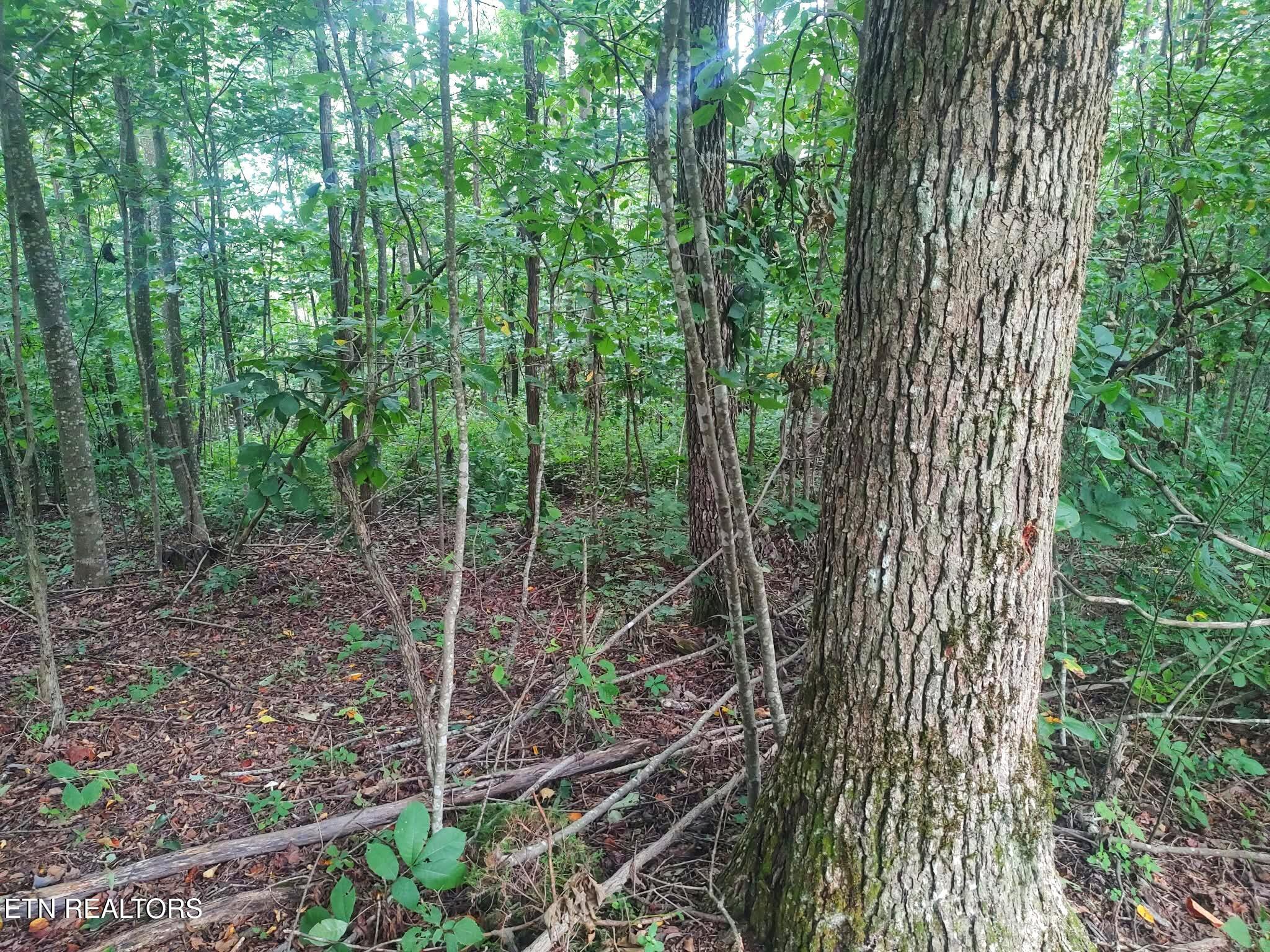 18.5-acres Raccoon Ridge Road Spring City, TN 37381 - Photo 12 of 37 1000021539