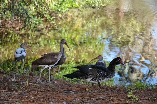 $429,900 | 2533 Waldemere Street, Sarasota, FL 34239