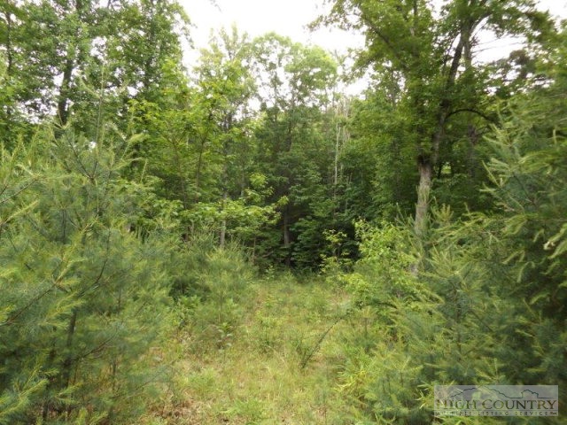 48 West Ridge Ferguson, NC 28624 - Photo 3 of 3 a view of a lush green forest