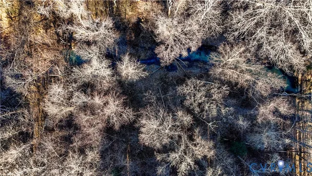 a view of a forest with a tree