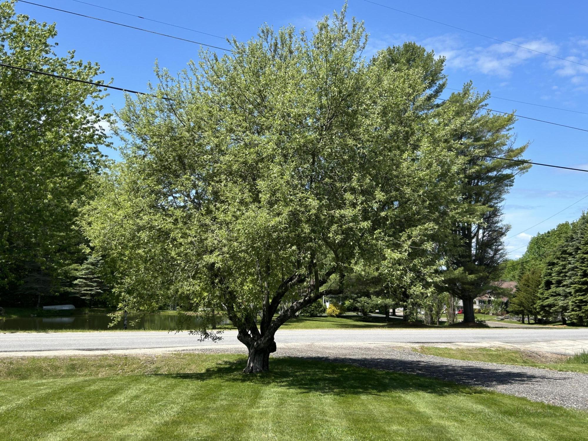 125 Benson Road West Gardiner, ME 04345 - Photo 37 of 41 Front tree
