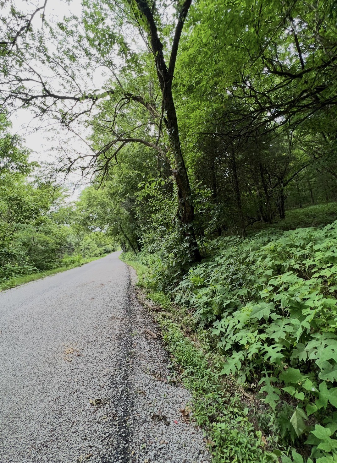 0 Dyer Branch Road Carthage, TN 37030 - Photo 28 of 33