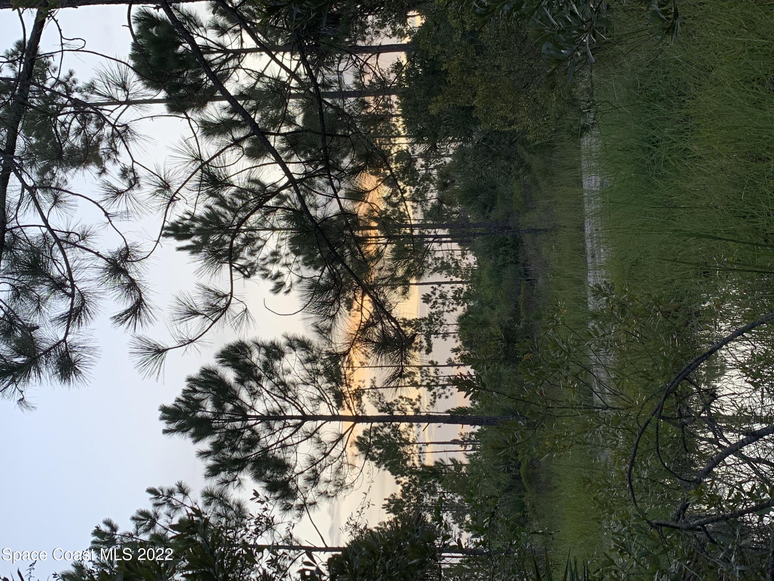 a view of a lush green forest