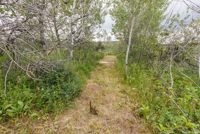 23 Scare Canyon, Unit 23 Logan, UT 84321 - Photo 24 of 33 Natural landscape featuring a walking path, mature deciduous trees, and varied green foliage