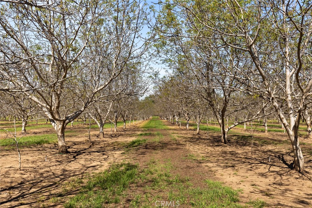 2192 Oak Way Chico, CA 95973 - Photo 8 of 13 a view of yard with trees