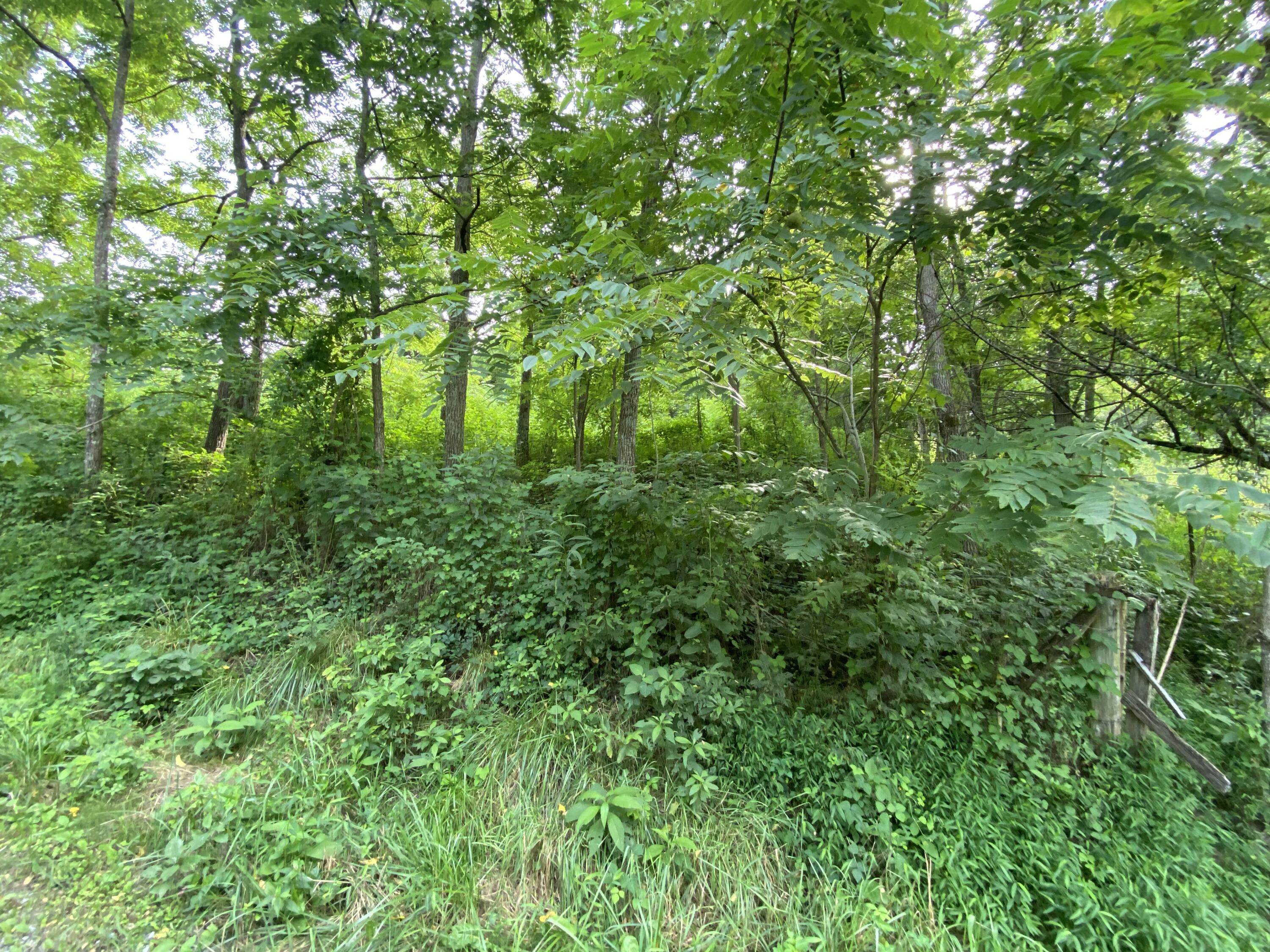 224 Haley Road Rose Hill, VA 24281 - Photo 8 of 20 land