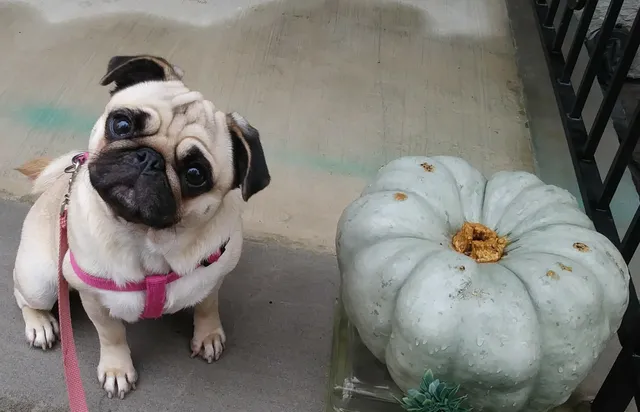 $328,000 | 7000 Boulevard East, Unit 30A, Guttenberg, NJ 07093