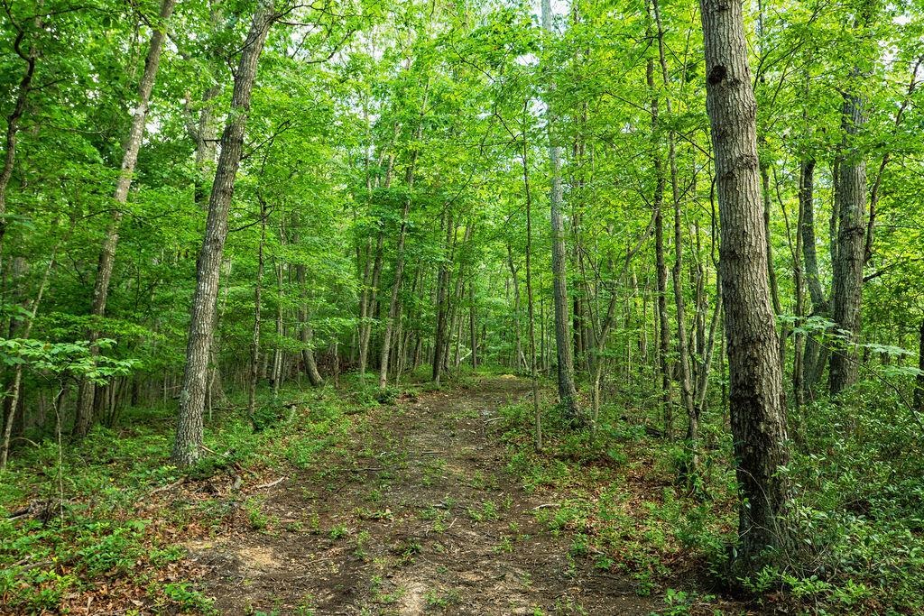 Tbd Calf Mountain Road Waynesboro, VA 22980 - Photo 23 of 36