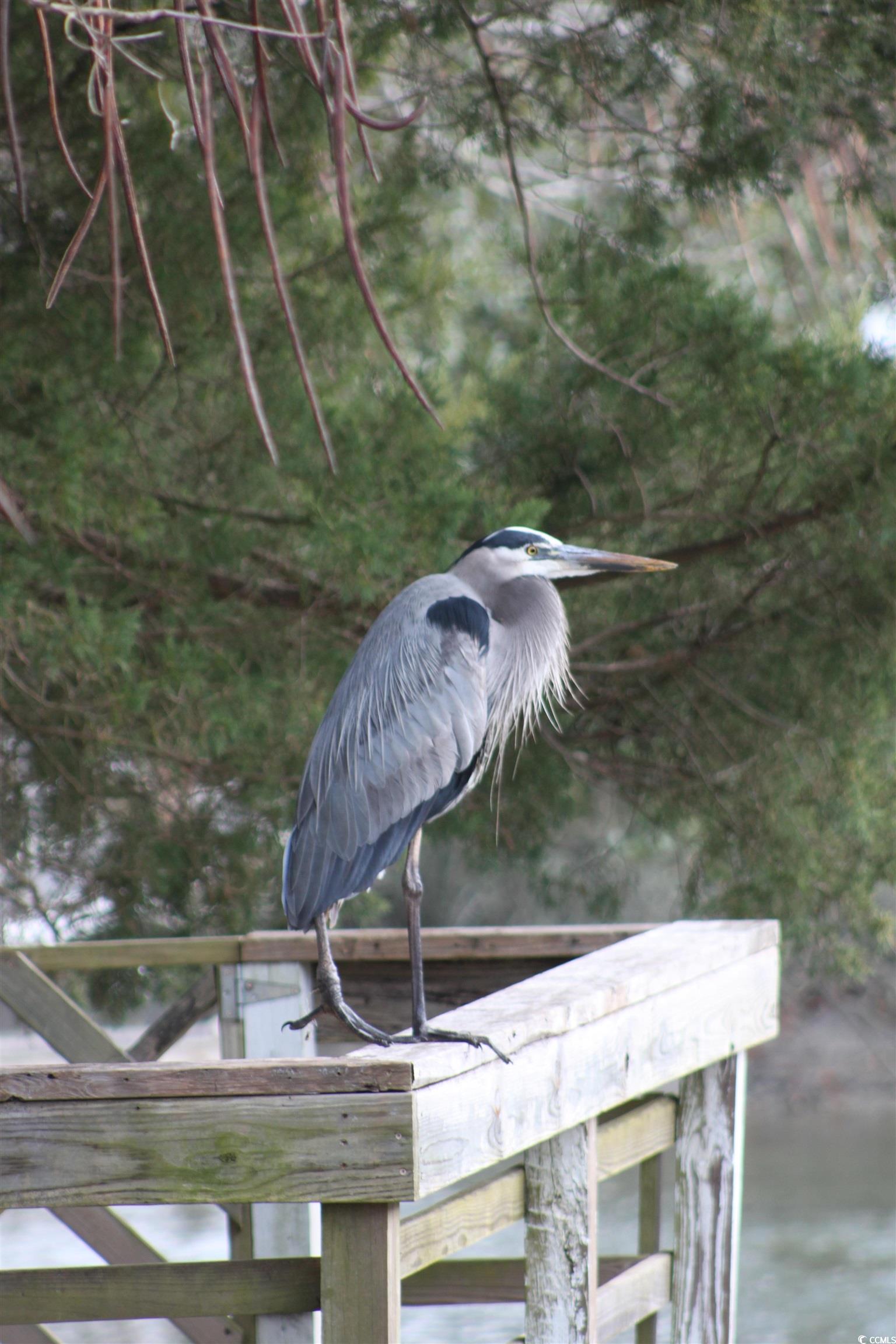 361 East Canal Street Murrells Inlet, SC 29576 - Photo 27 of 35 View of exterior details
