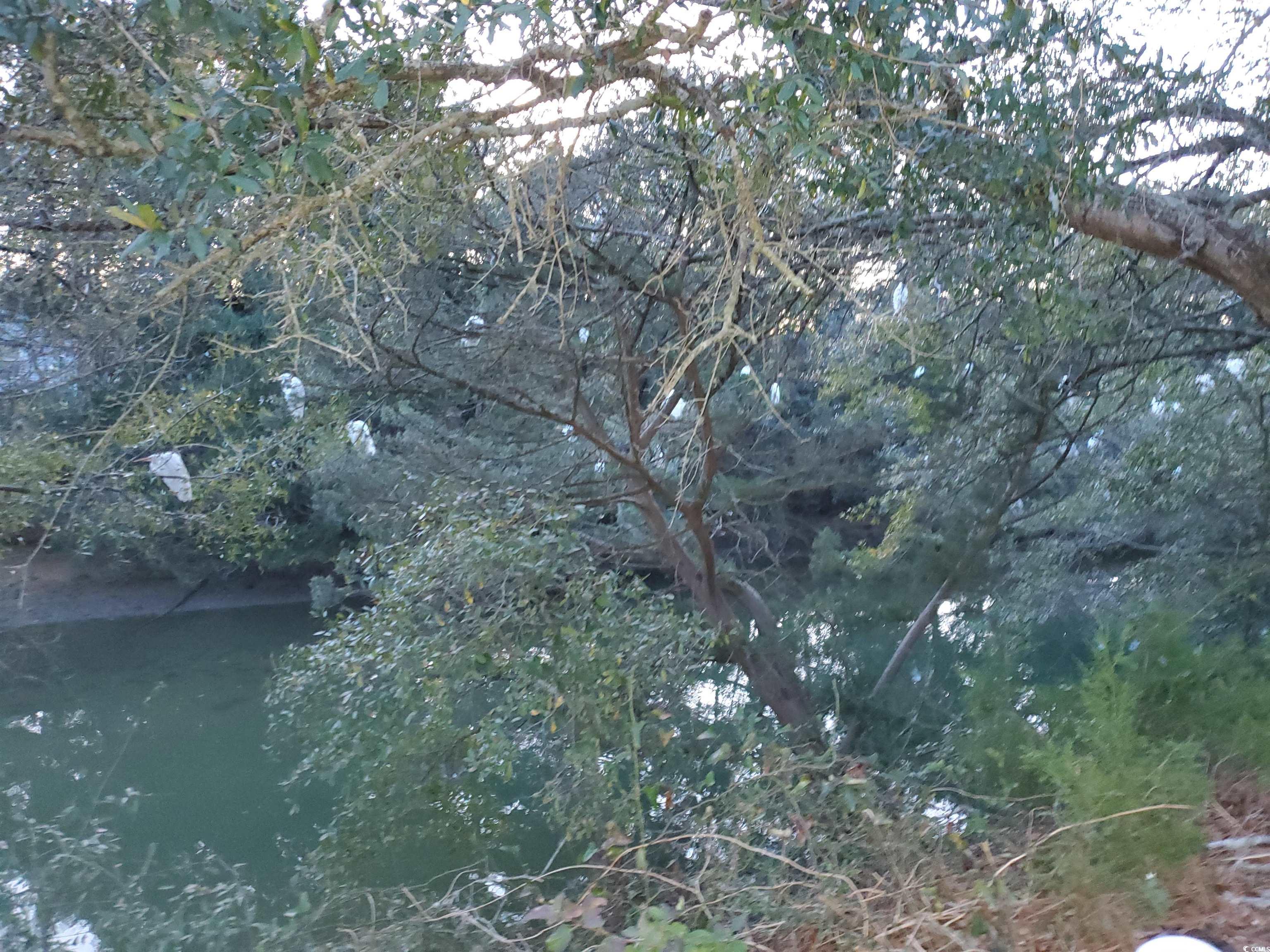 361 East Canal Street Murrells Inlet, SC 29576 - Photo 33 of 35 View of nature