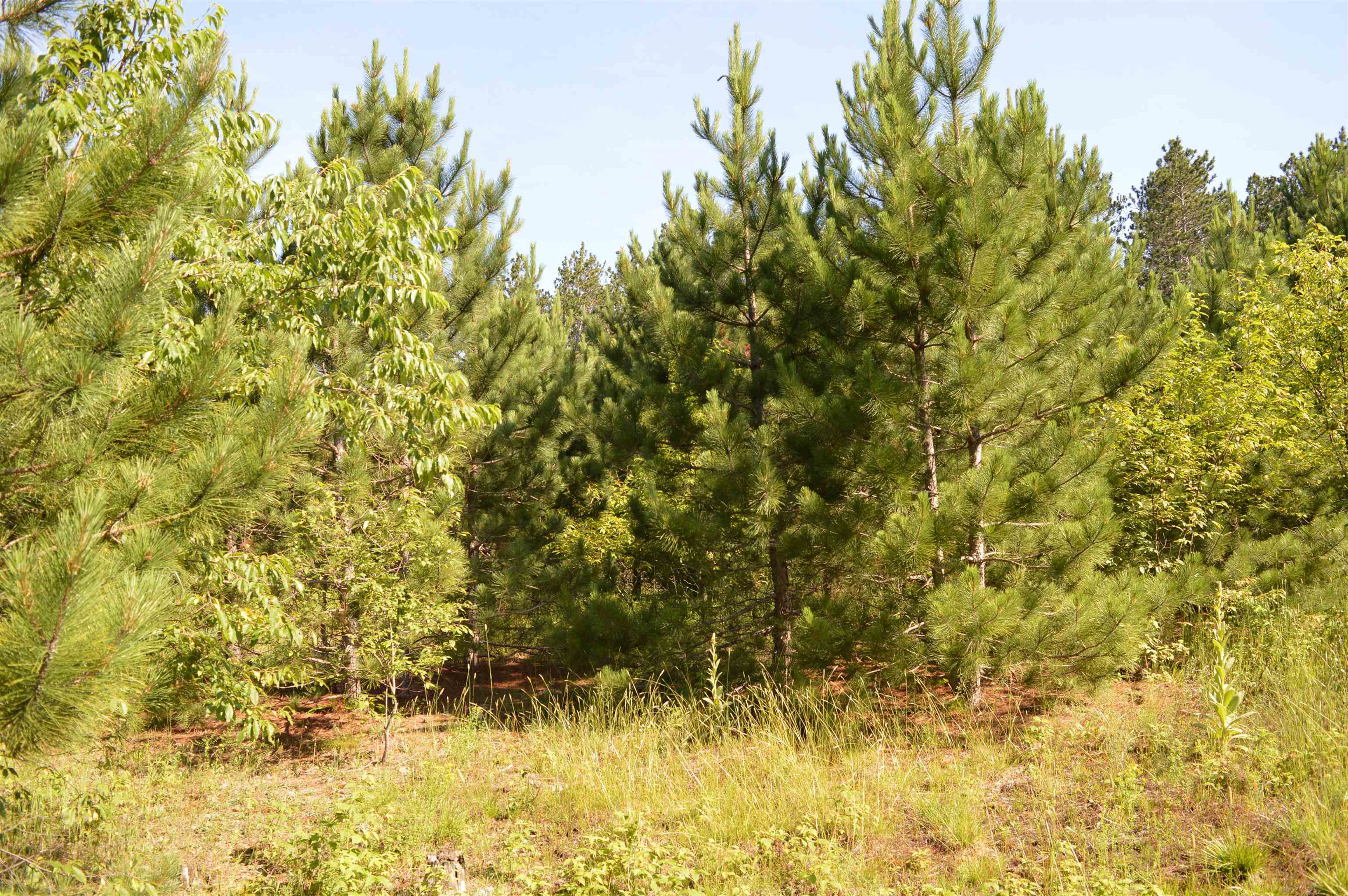 Northeast Holly Road, Unit LOT: A Kalkaska, MI 49646 - Photo 18 of 27