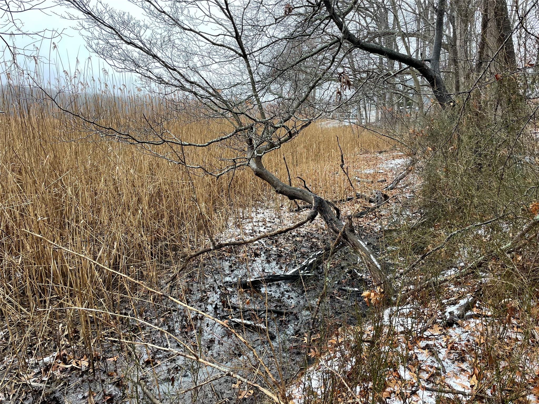 326 A River Road St. James, NY 11780 - Photo 15 of 34 a view of a yard with a tree