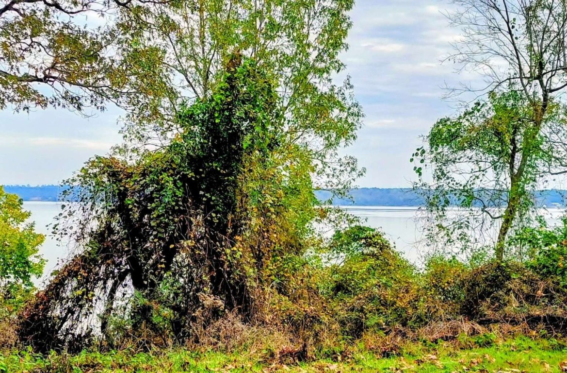 0 Bay Hill Road Point Blank, TX 77364 - Photo 2 of 9 a view of a garden with plants and large trees