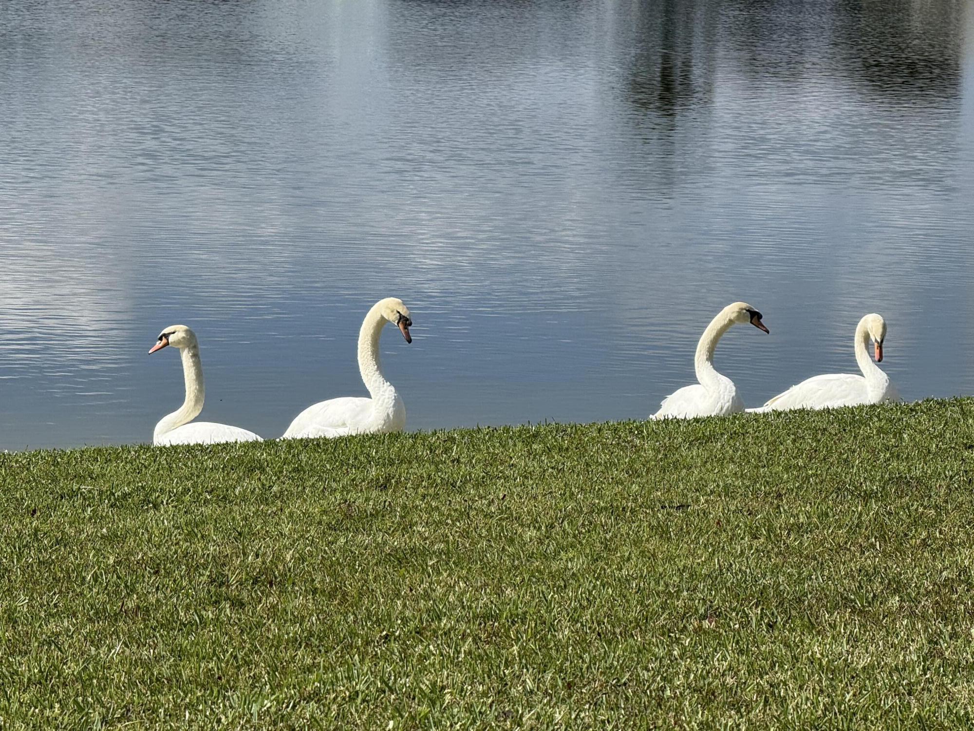 8913 Southwest Chevy Circle Stuart, FL 34997 - Photo 2 of 22 a close view of a sink