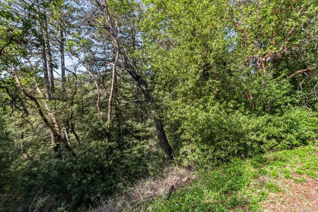 a view of a yard with plants and trees
