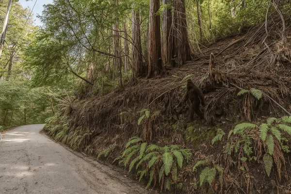 a view of a yard with plants and trees