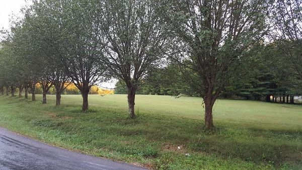 2 Paschal Road Unionville, TN 37180 - Photo 4 of 4 Gallery Image 4