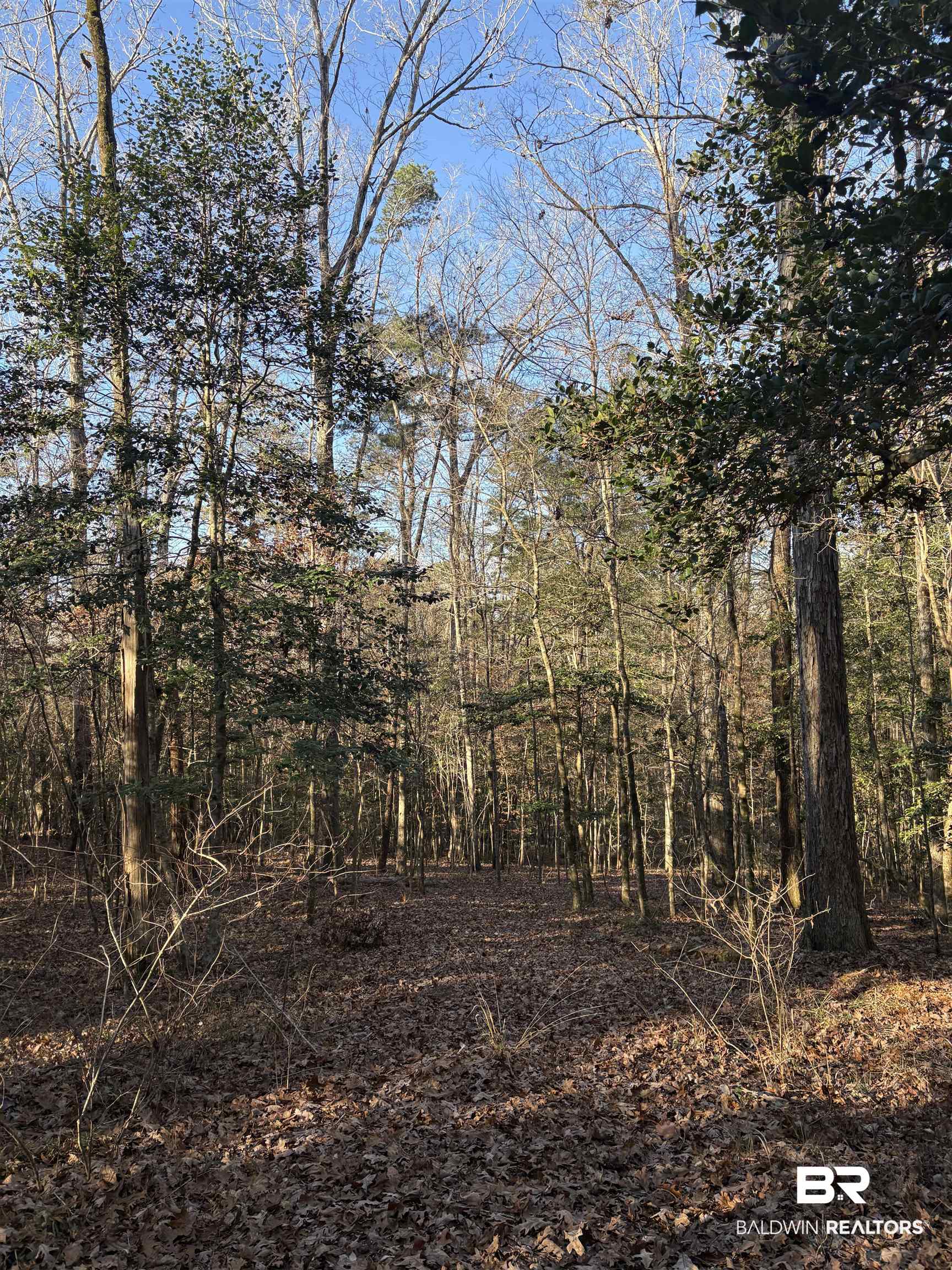 756 Ted Bates Road Evergreen, AL 36401 - Photo 14 of 28 View of local wilderness